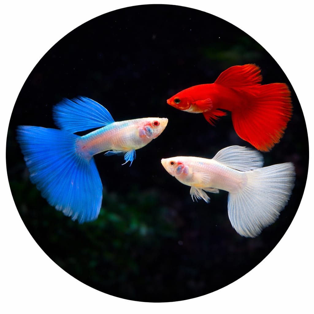 Exotic Guppies